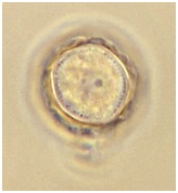 Akantameba2